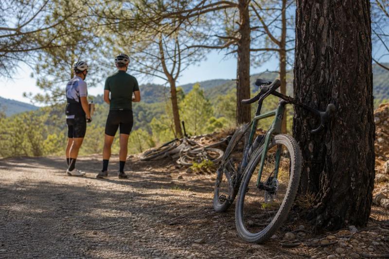 Gravel bikes resting against pine trees on a forest track east of Marbella